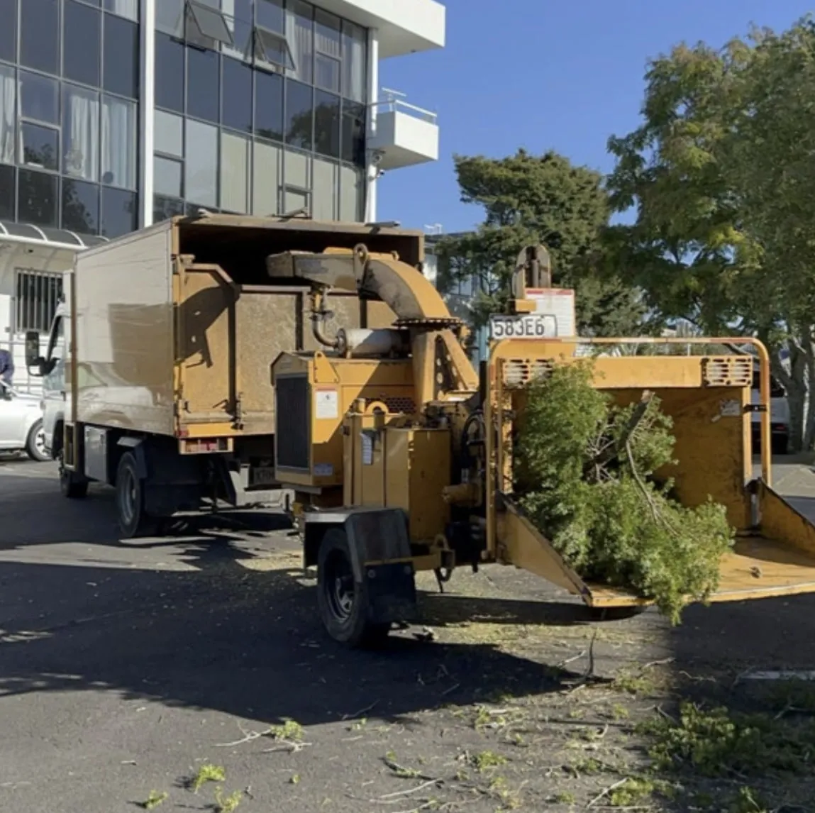 Tree Action work: On the job