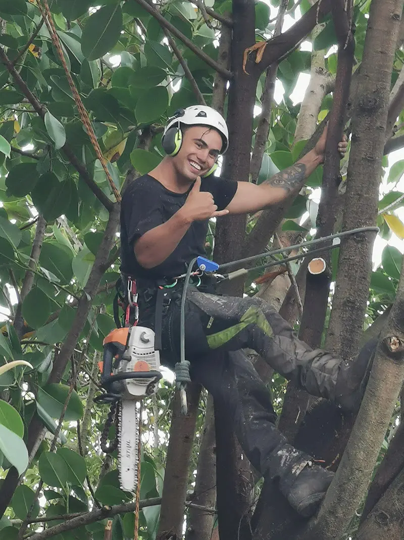 Tree Action arborist roped in high in a tree with a chainsaw, giving a thumbs up