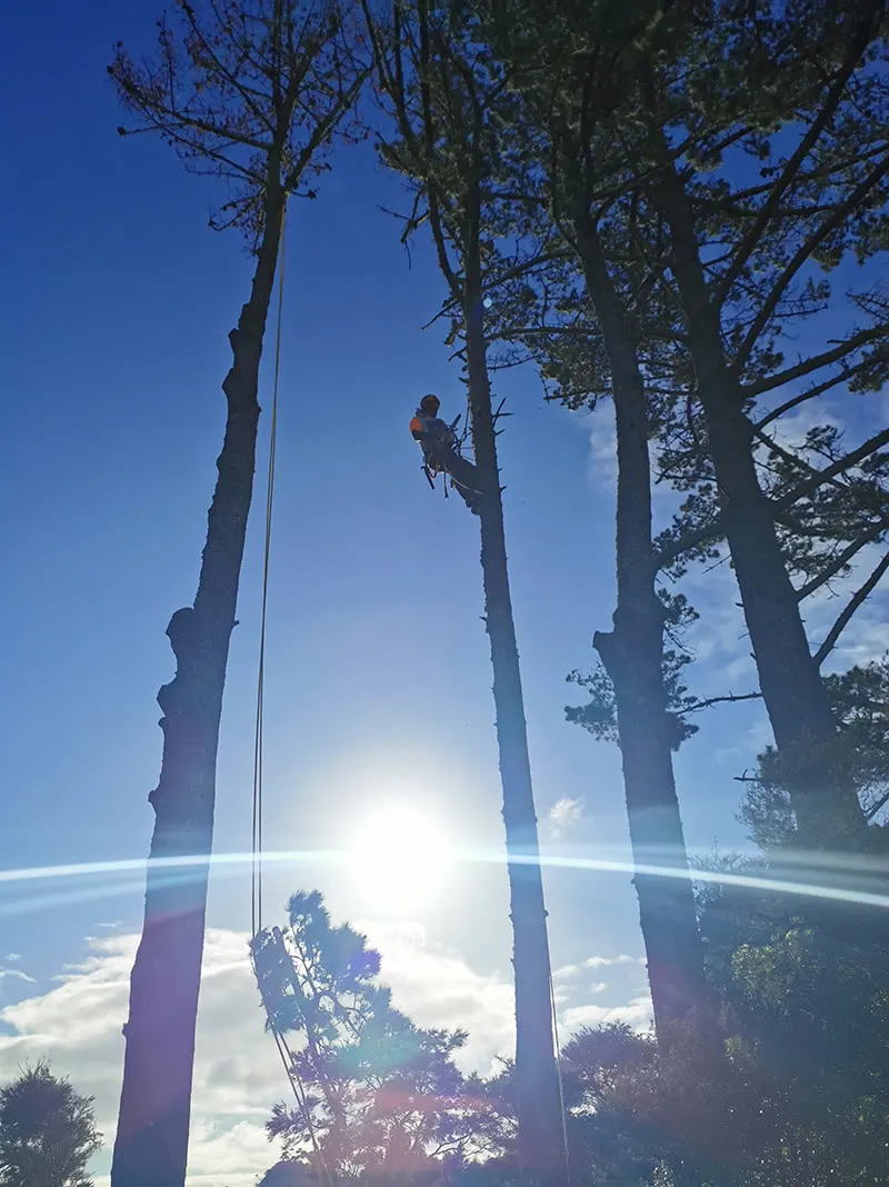 Tree Action work: On the job