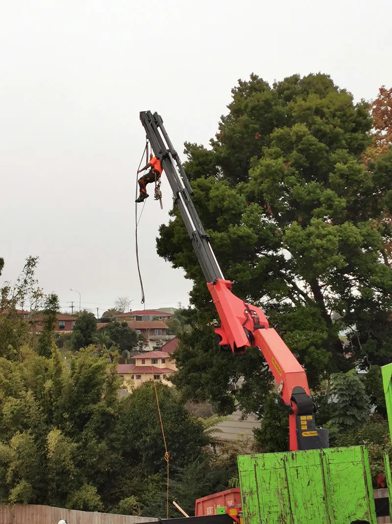 Tree Action work: On the job