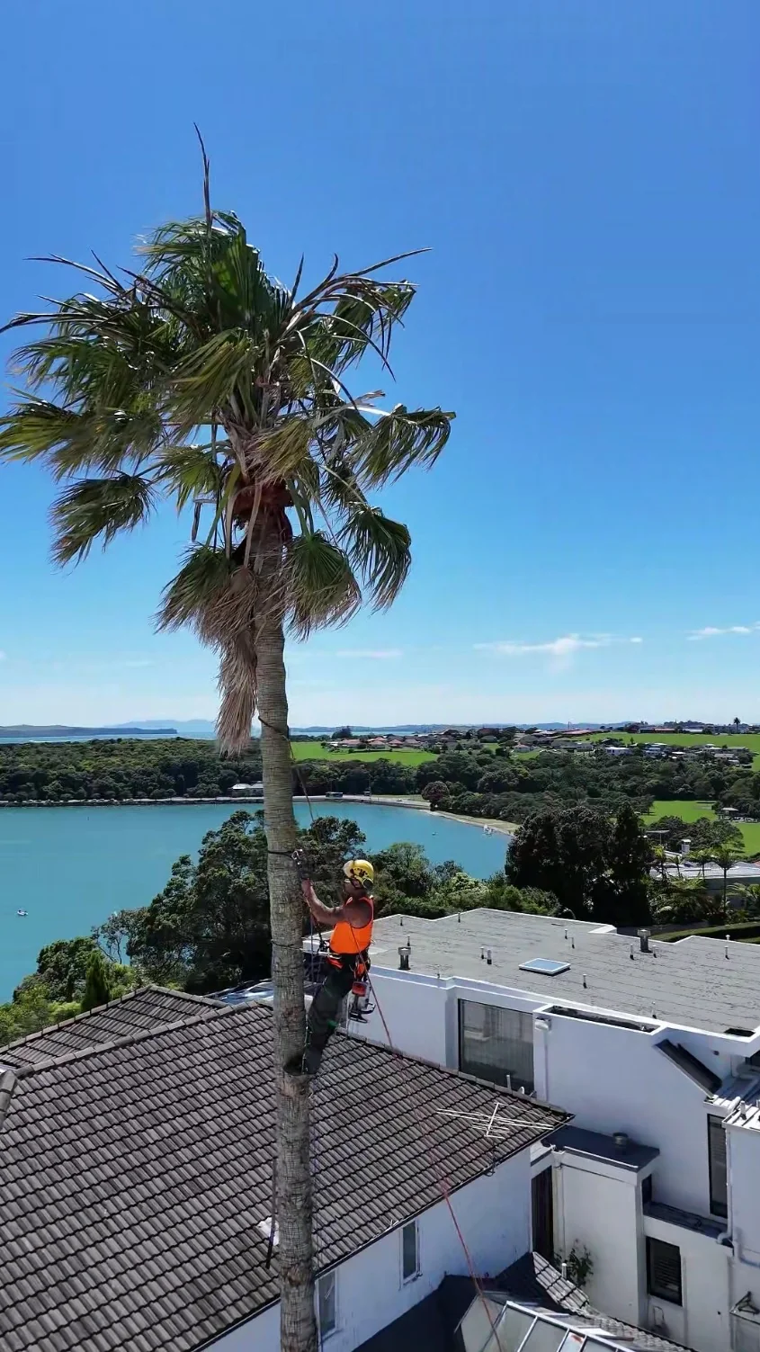 Tree Action arborist climbing a palm above a house, with an Auckland harbour view behind