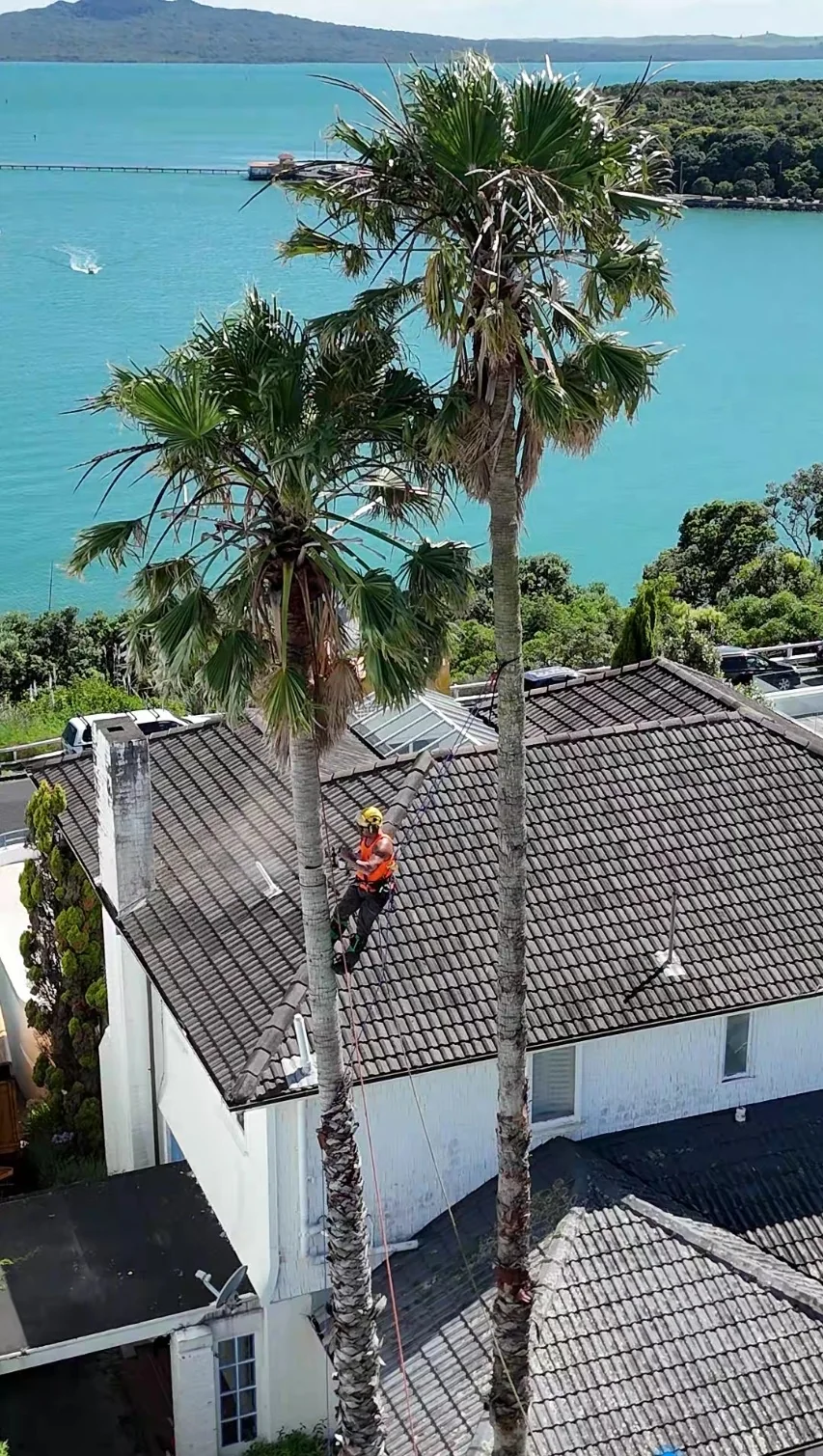 Tree Action work: On the job