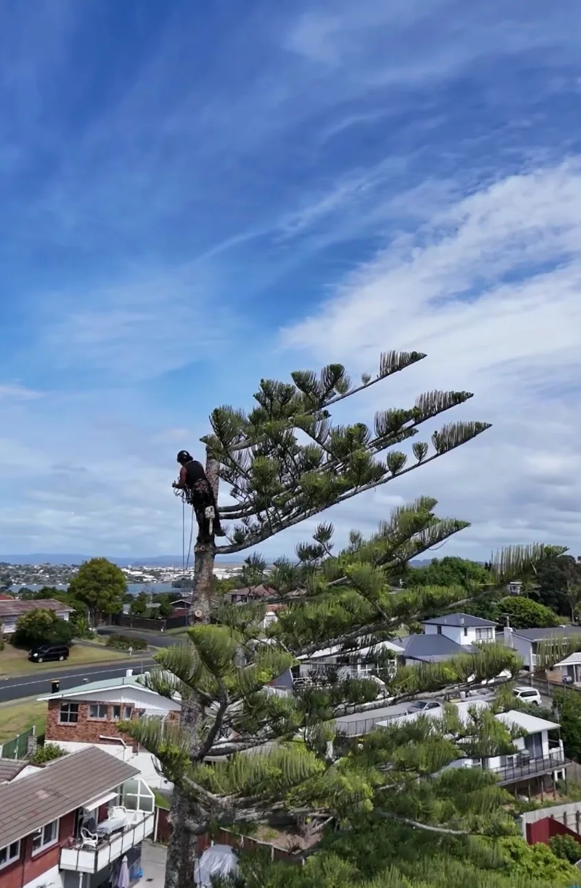 Tree Action work: On the job