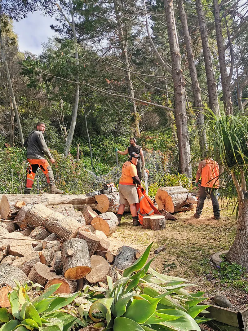 Tree Action crew cutting and stacking logs beside the road