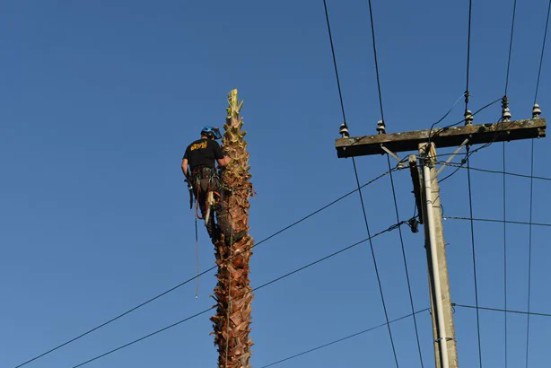 Power Line Clearance