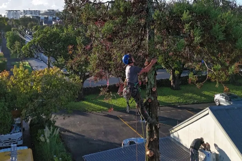 Tree Pruning