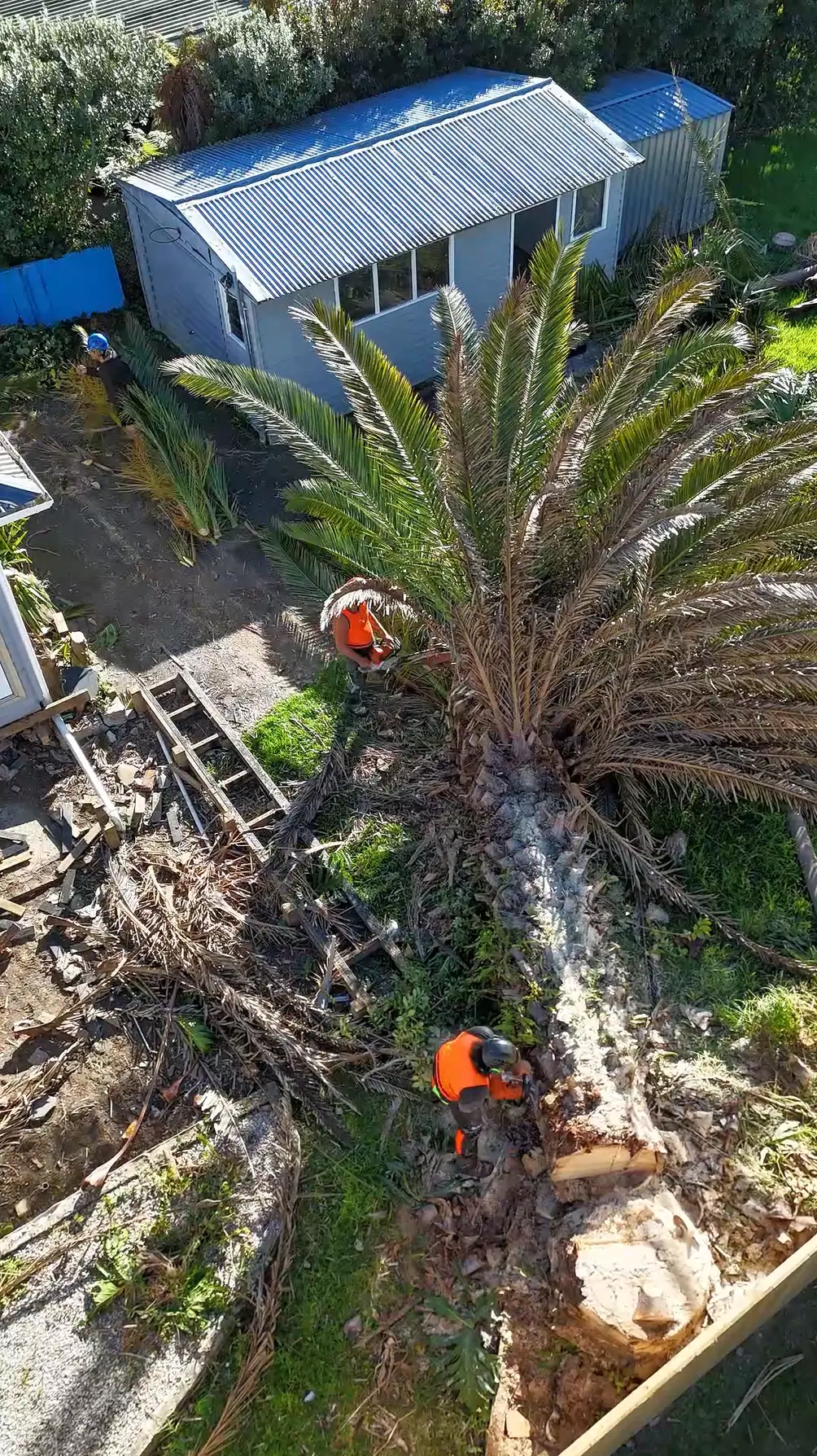 Aerial view of Tree Action arborists felling a large palm in an Auckland backyard